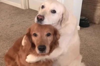 VIDEO : कुत्तों का प्यार देख आ जाएंगे आंसू, भाई का खाना खाने के बाद ऐसे मांगी माफी