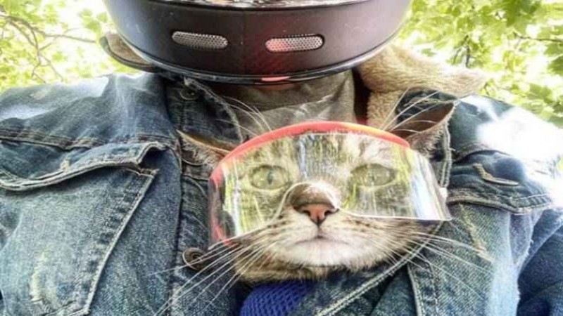 This cat is in the news, loves biking adventure & goes on a trip