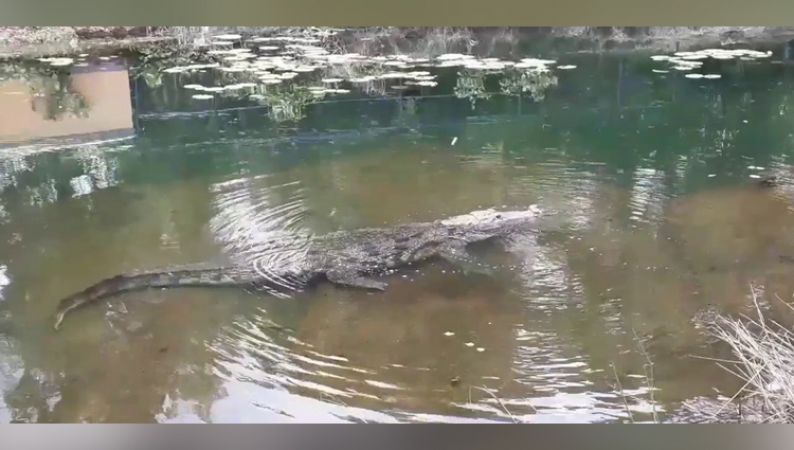 ये है शाकाहारी मगरमच्छ, मंदिर में रहता है और प्रसाद से भरता है पेट