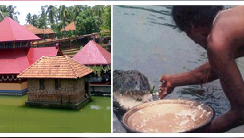 ये है शाकाहारी मगरमच्छ, मंदिर में रहता है और प्रसाद से भरता है पेट