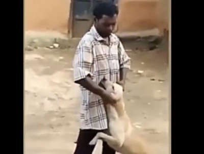 VIDEO: Man harassing dog, cow took revenge