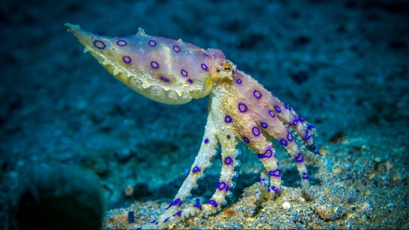 Who is a Blue-Ringed Octopus