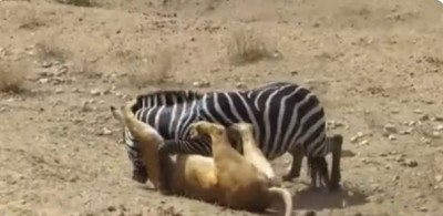 Zebra escapes death, video goes viral