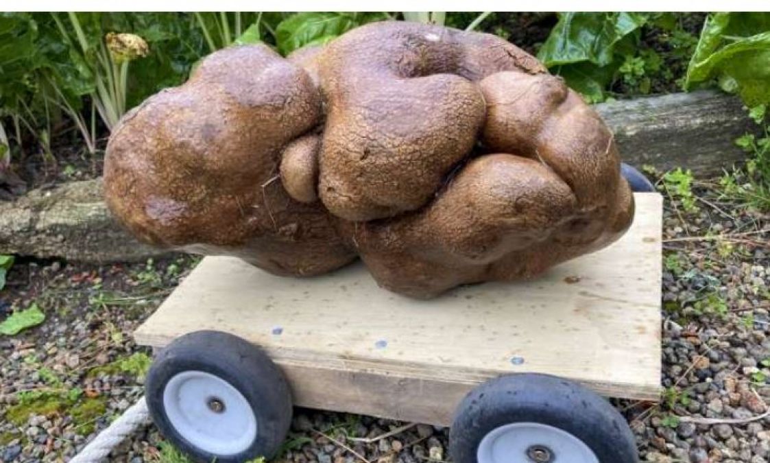 World's largest potato!