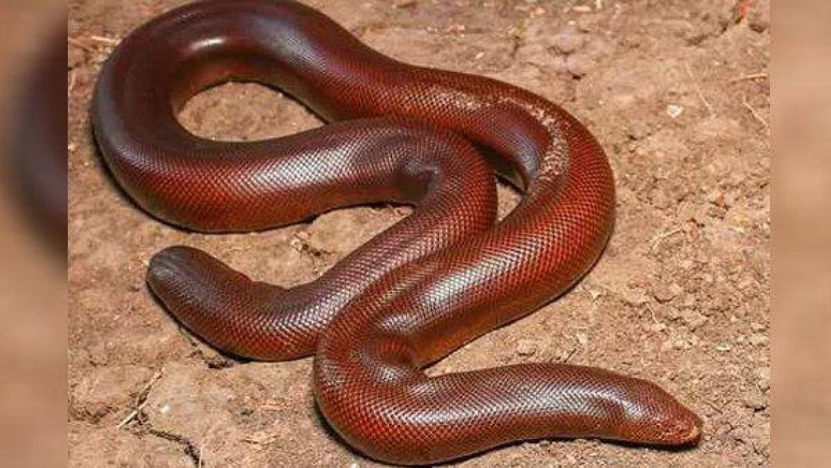 Man arrested for seizing a snake worth Rs 50 lakhs