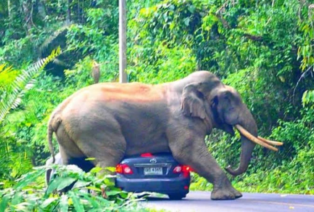 Elephant sat on a moving vehicle in a national park, see pictures