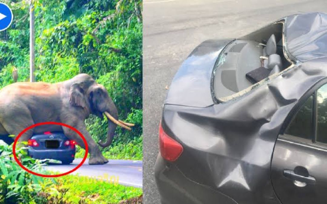 Elephant sat on a moving vehicle in a national park, see pictures