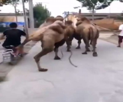 Camel teaches traffic rules to bike rider, watch hilarious video here