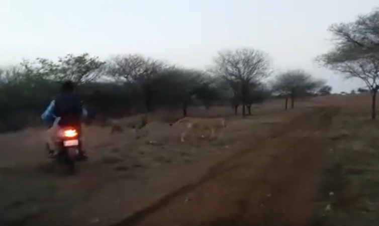 जब शेर और शेरनी को दौड़ा दिया इन बाइक वालों ने, वायरल हुआ वीडियो