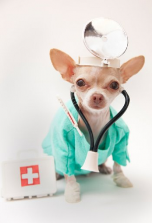 इस अस्पताल में इंसान नहीं बल्कि कुत्ते करते हैं मरीजों का इलाज