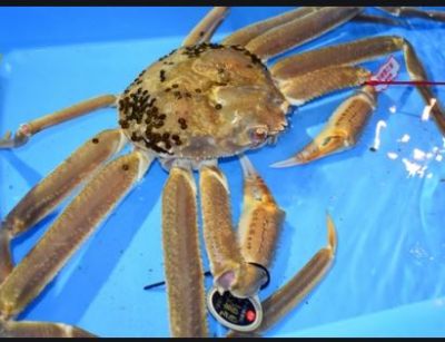 This is the world's most expensive crab, you will be shocked to know its price