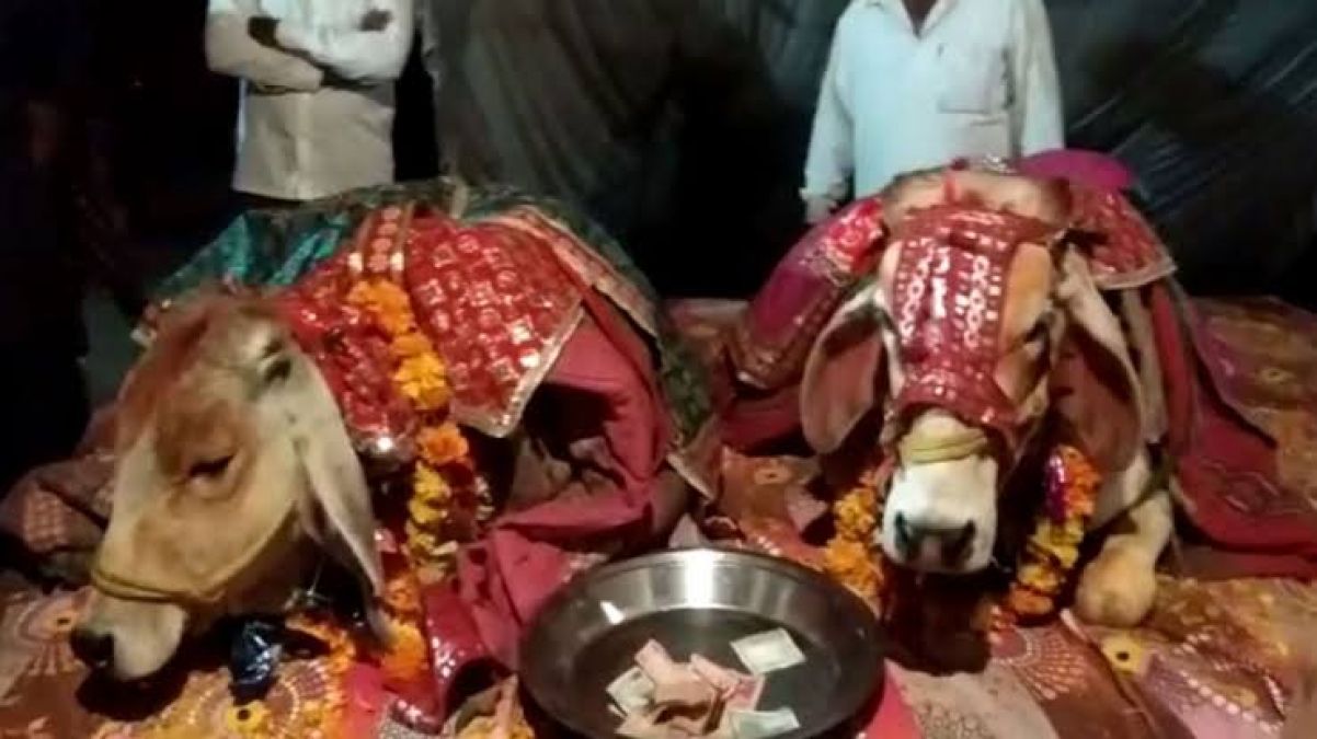 Villagers were surprised to see a unique wedding in MP's Sehore