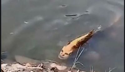 After seeing such a fish in the lake, people got stunned to see!