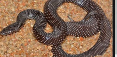 5 most poisonous snakes in the world
