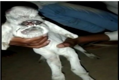 Goat gave birth to a child with a human appearance, everyone shocked to see video