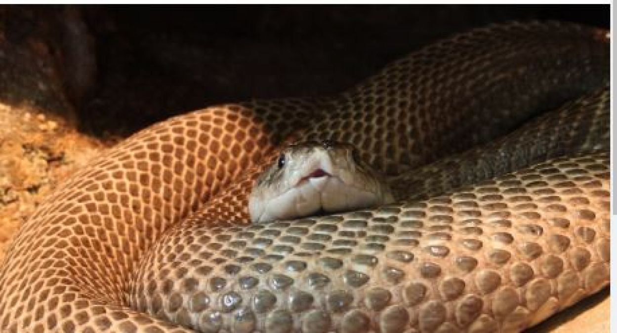 फ्रिज में छुपा था विशाल कोबरा, देखते ही उड़े परिवार वालों के होश