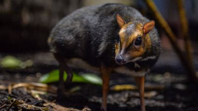 These deer look like a mouse, included in the 'Red List' of threatened species