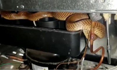 फ्रिज में छुपा था विशाल कोबरा, देखते ही उड़े परिवार वालों के होश