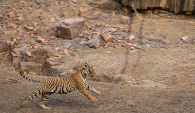 Video : घने जंगल में पर्यटकों के पीछे पड़ी बाघिन और फिर...