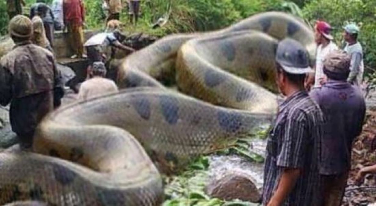 This man has a 18 feet long creature at home, you will be shocked to see