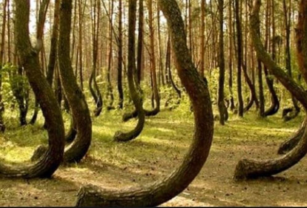 No one returns from this forest, Know the reason