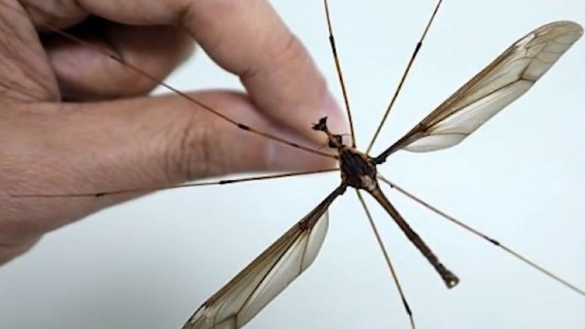 You may have never seen this kind of mosquito