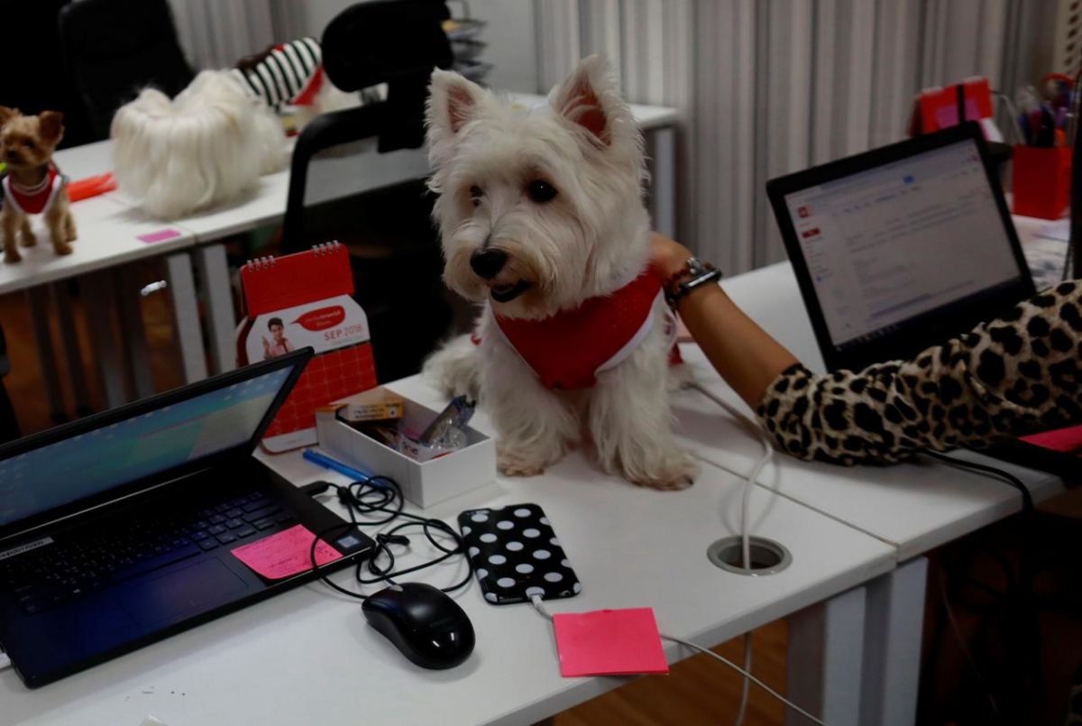 Not only humans but this dog also goes to the office