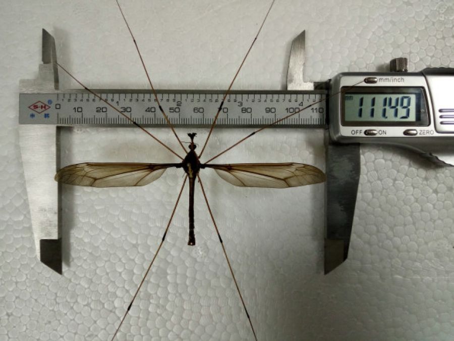 You may have never seen this kind of mosquito