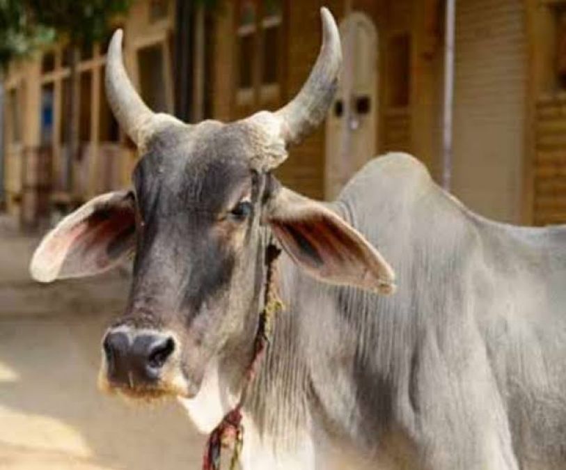 Andhra Pradesh: A cow attacks rickshaw puller for this reason