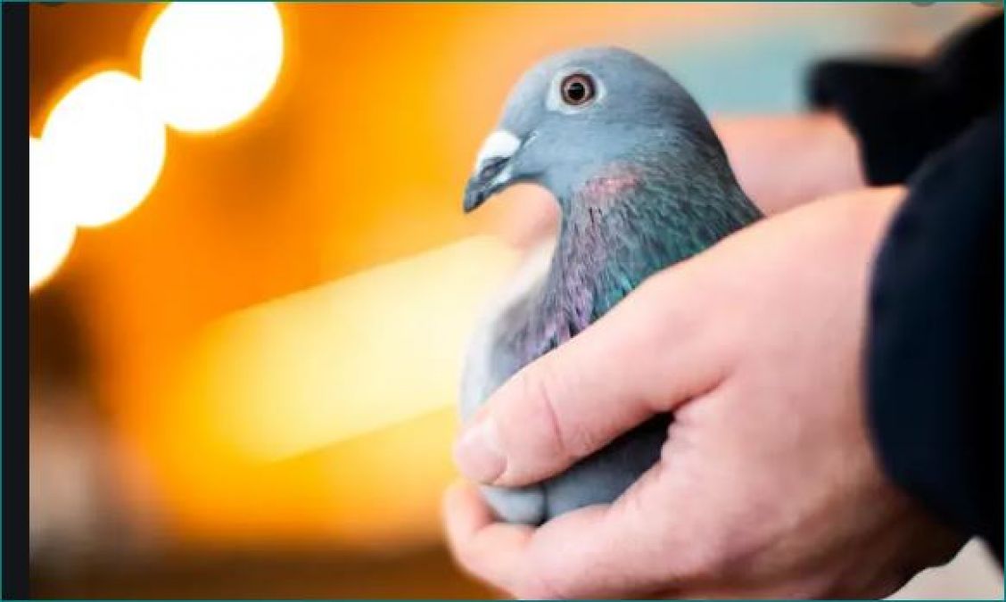 This is the world's most expensive pigeon, sold for Rs 14 crores