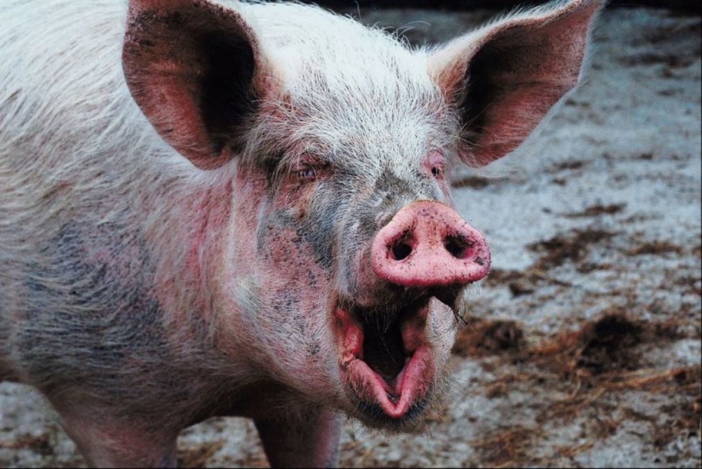 दक्षिण कोरियाई प्रशासन ने 47000 सूअरों को मारने का दिया आदेश, फिर दिखा डरावना दृश्य