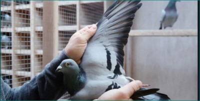 This is the world's most expensive pigeon, sold for Rs 14 crores