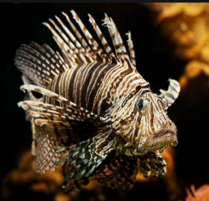 दुनिया की सबसे जहरीली मछली, जिसका एक बूंद जहर दे सकता है मौत