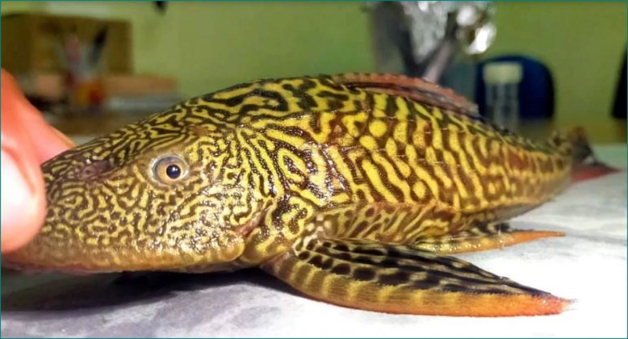 Suckermouth Catfish found in Sindh River after Ganga