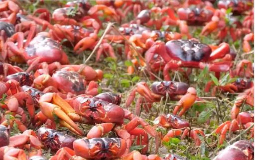 Red crabs flooded in the streets of Australia, No place to walk