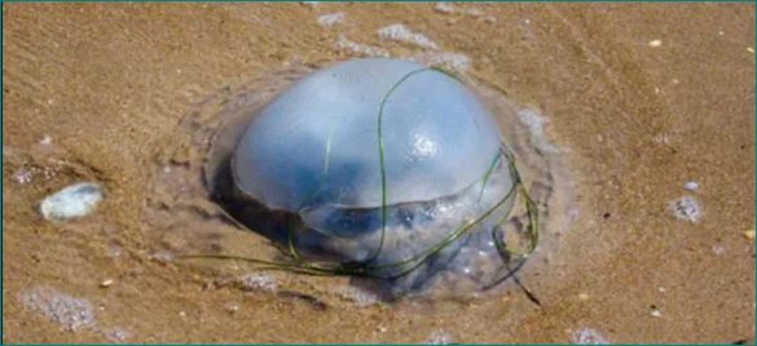 If you are planning to go Goa then beware of this dangerous Jellyfish