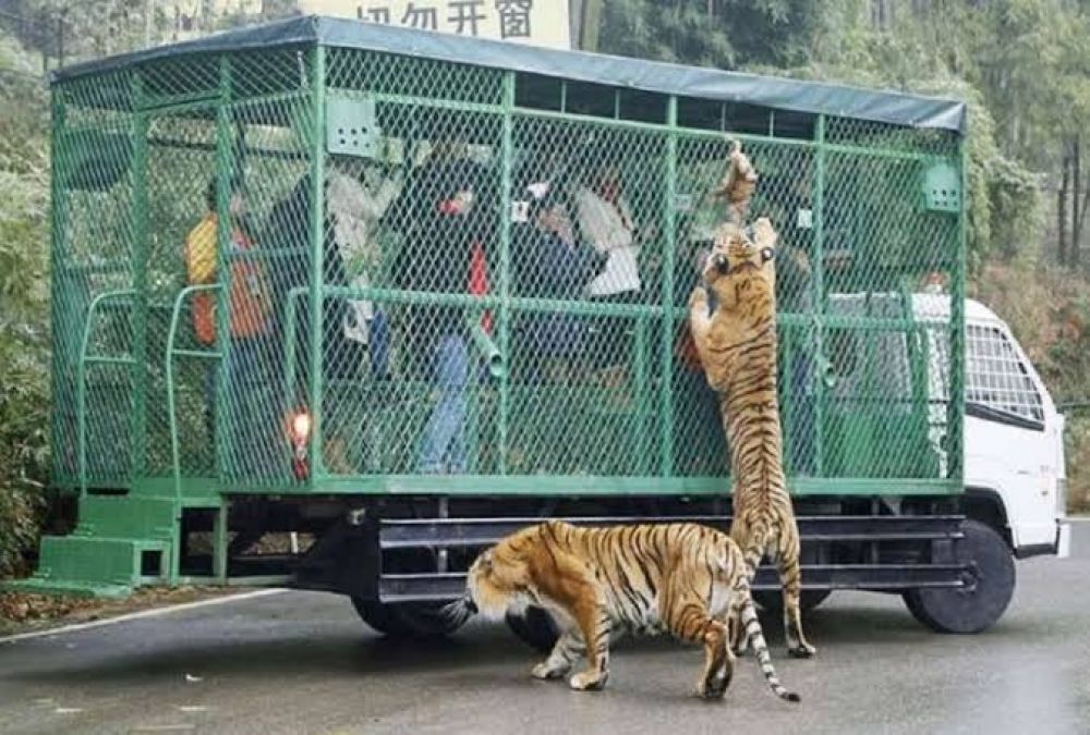 ये हैं दुनिया का अनोखा चिड़ियाघर, जानवर की जगह टूरिस्ट होते है पिंजरे में कैद