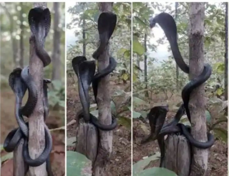 Jawdropping pics of 3 cobras in Maharashtra forest, VIRAL