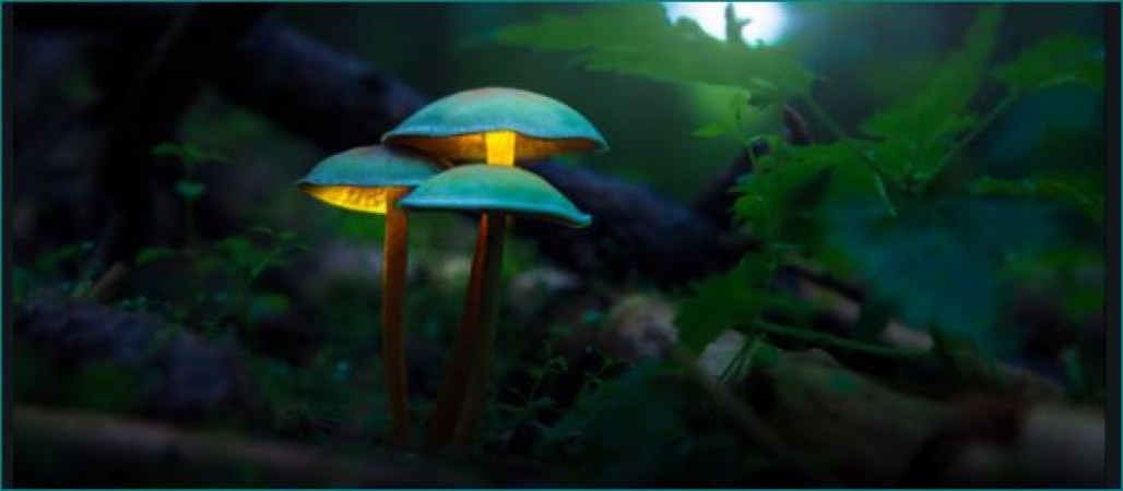 : Mysterious New Mushrooms Species That Glow Bright Green Found in Meghalaya Forests