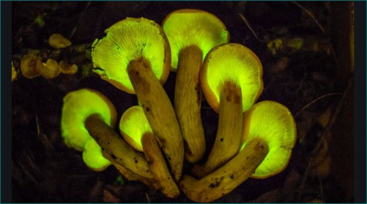 : Mysterious New Mushrooms Species That Glow Bright Green Found in Meghalaya Forests