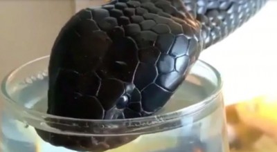 Video of black king cobra drinking water goes viral
