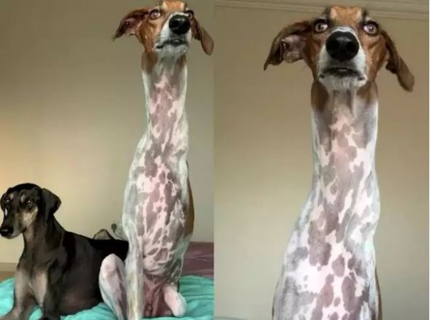 ध्यान से देखिए, ये 'जिराफ' नहीं कुत्ता है.., एक दर्दनाक हादसे ने बदल दी इसकी जिंदगी