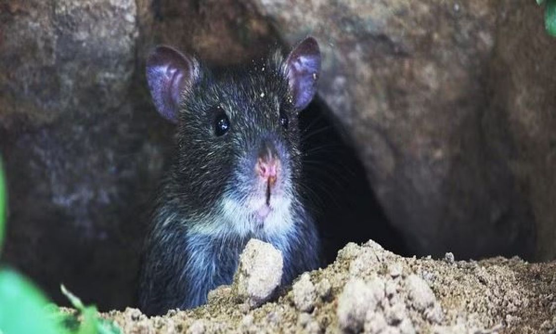 Rats ate 581 kg of cannabis, must read this shocking news