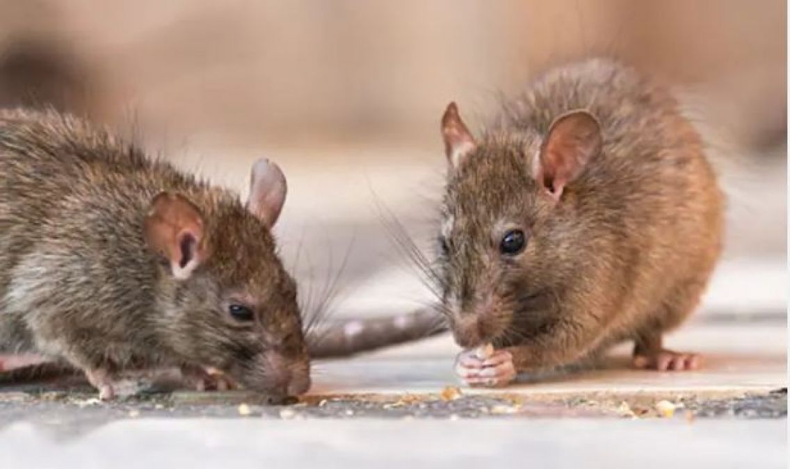 Rats ate 581 kg of cannabis, must read this shocking news