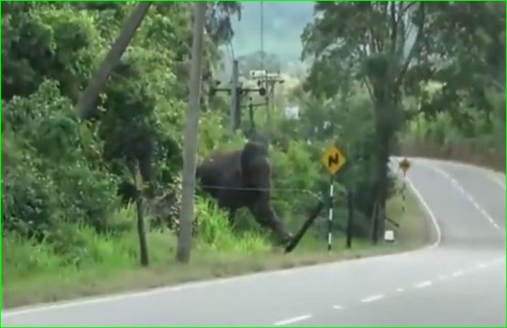 This video of elephant is becoming fiercely viral, people praising