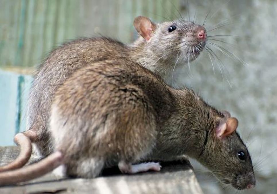 चूहे को नाले में डुबोकर युवक ने दे दी मौत, दर्ज हुई FIR