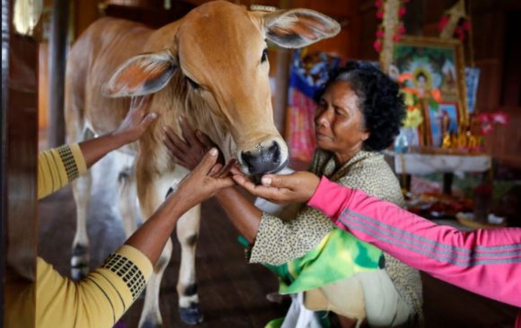 Bizarre! Cambodian woman Khim Hang marries calf