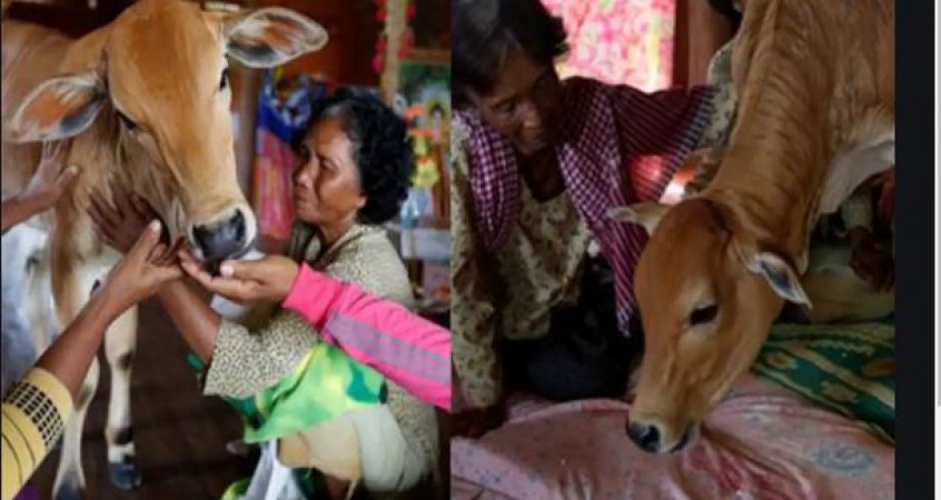 Bizarre! Cambodian woman Khim Hang marries calf