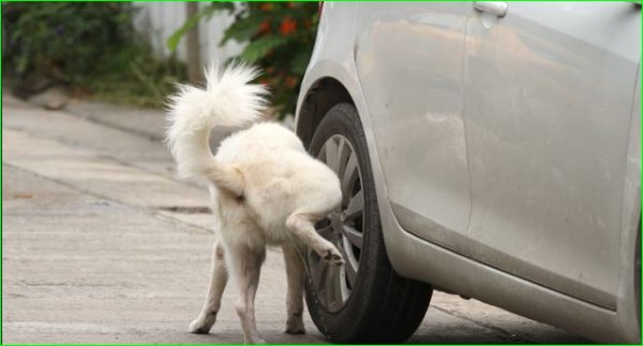 Here's why dogs urinate on the tires of the car