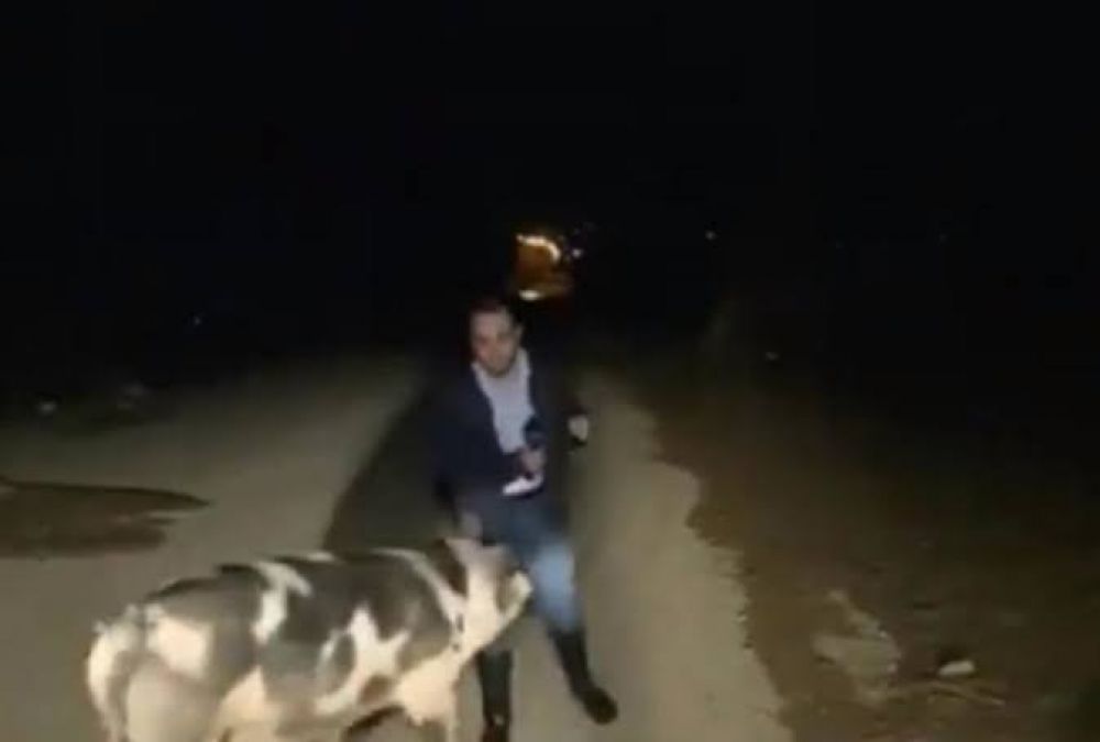 Journalist pestered by a pig while reporting on the recent floods